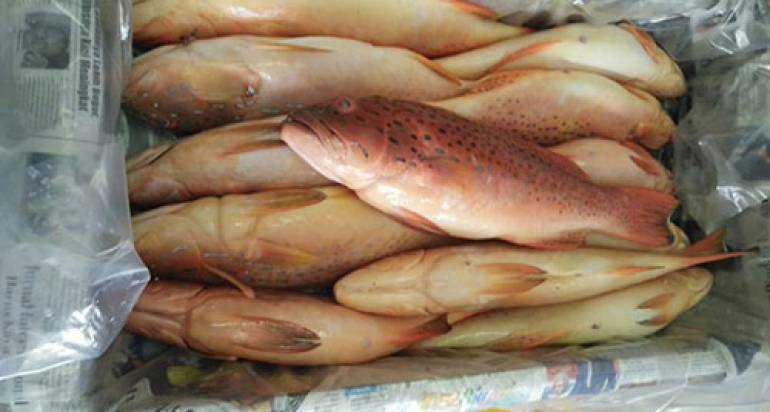 Popular Types Of Products From Fish, Shrimp, And Octopus Frozen Supplier In Indonesia