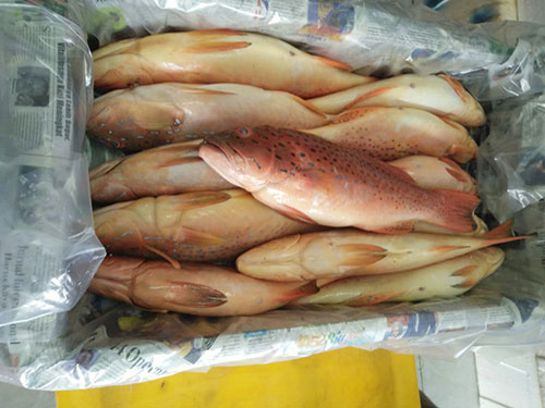 Popular Types Of Products From Fish, Shrimp, And Octopus Frozen Supplier In Indonesia